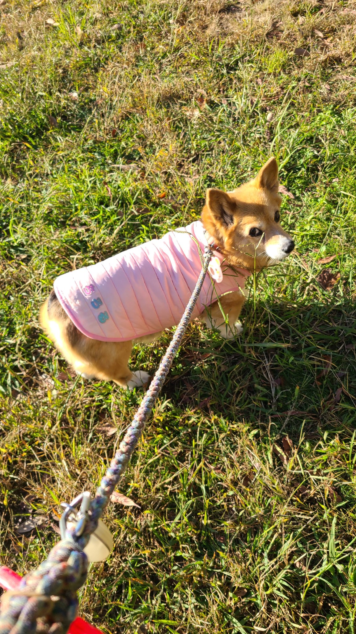 チロルさんにキュンです - Search / X