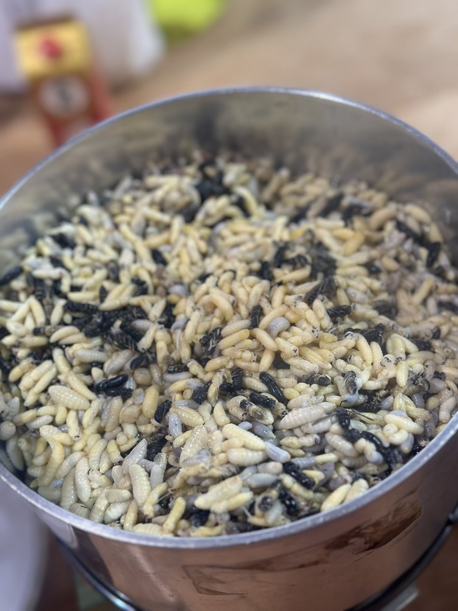 食材探検家2キロ 豊永裕美.食材探検家 (@harapeko64chan) / Posts and Replies / X