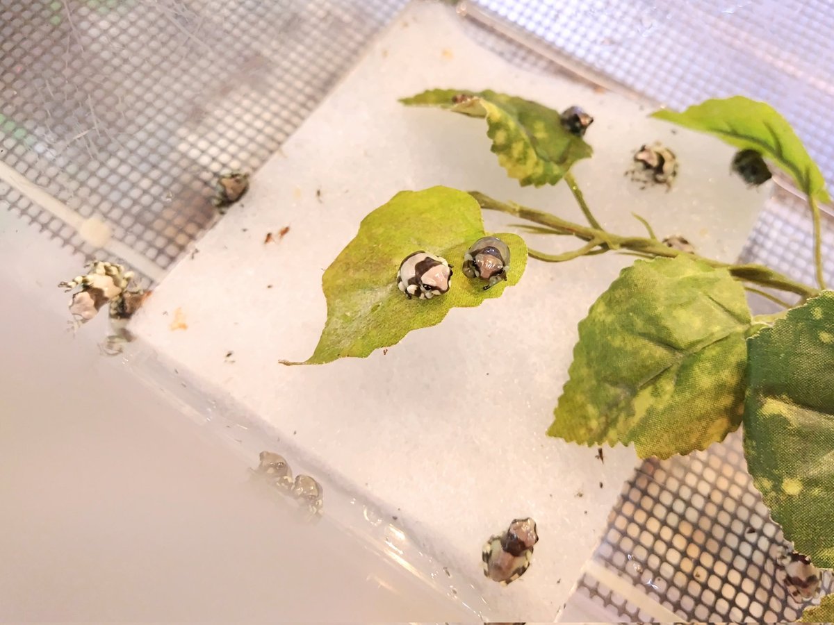 ✨入荷✨

・ヒョウモントカゲモドキ
スーパーマックスノー

・ミルキーフロッグ(ベビー)
別名:ジュウジメドクアマガエル

電話、メールでのお問い合わせお待ちしてます❗️
よろしくお願いします☀️