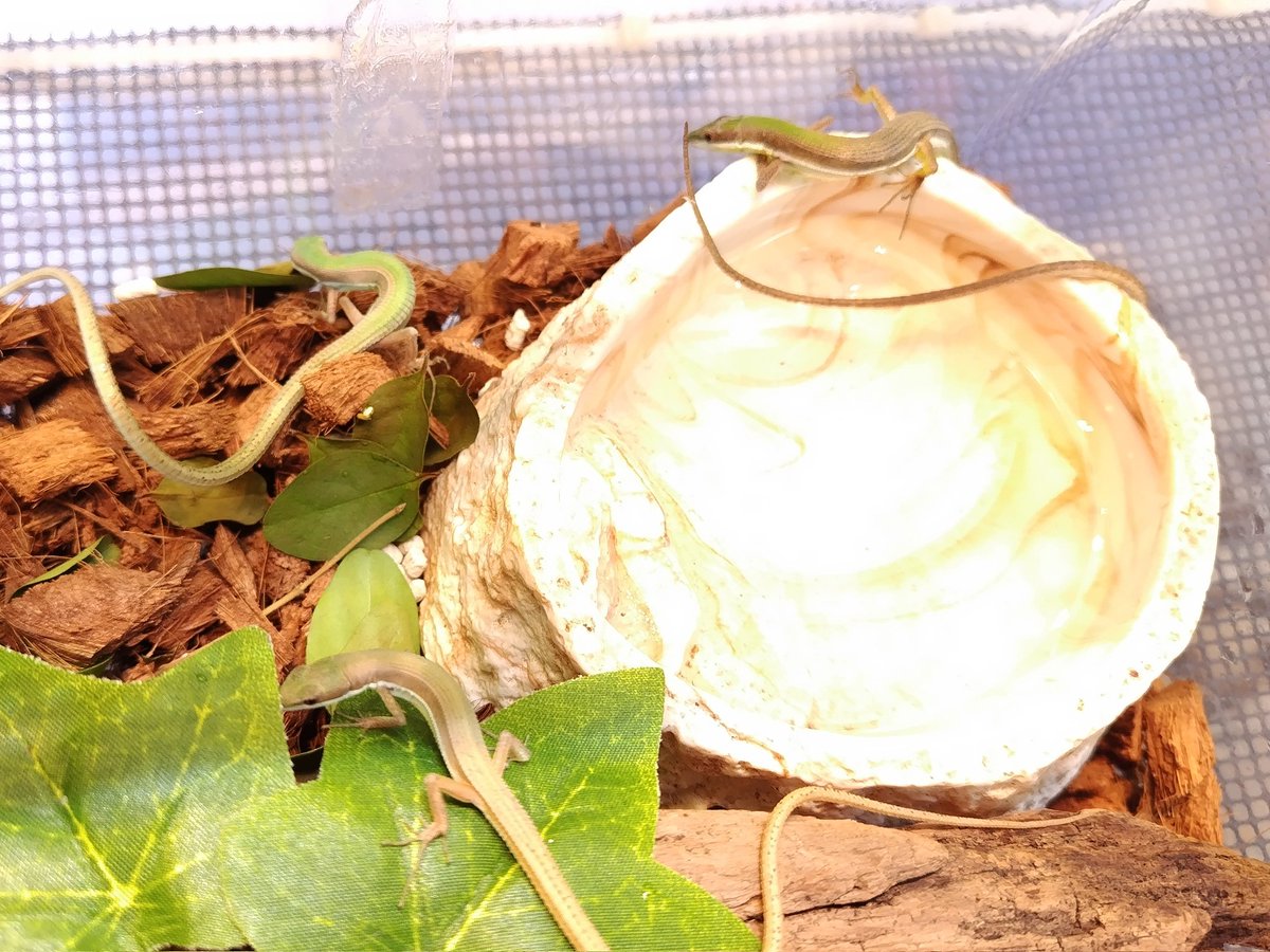 ✨入荷✨

・エジプトトゲオアガマ(ベビー)
よちよち歩きの赤ちゃんです(*´σ๑σ`*)🍼

・アオカナヘビ(ペア)
ペア販売のみです- ̗̀(*˘ᵕ˘*)˘ᵕ˘*) ̖́-

電話、メールでのお問い合わせお待ちしてます❗️
よろしくお願いします☀️