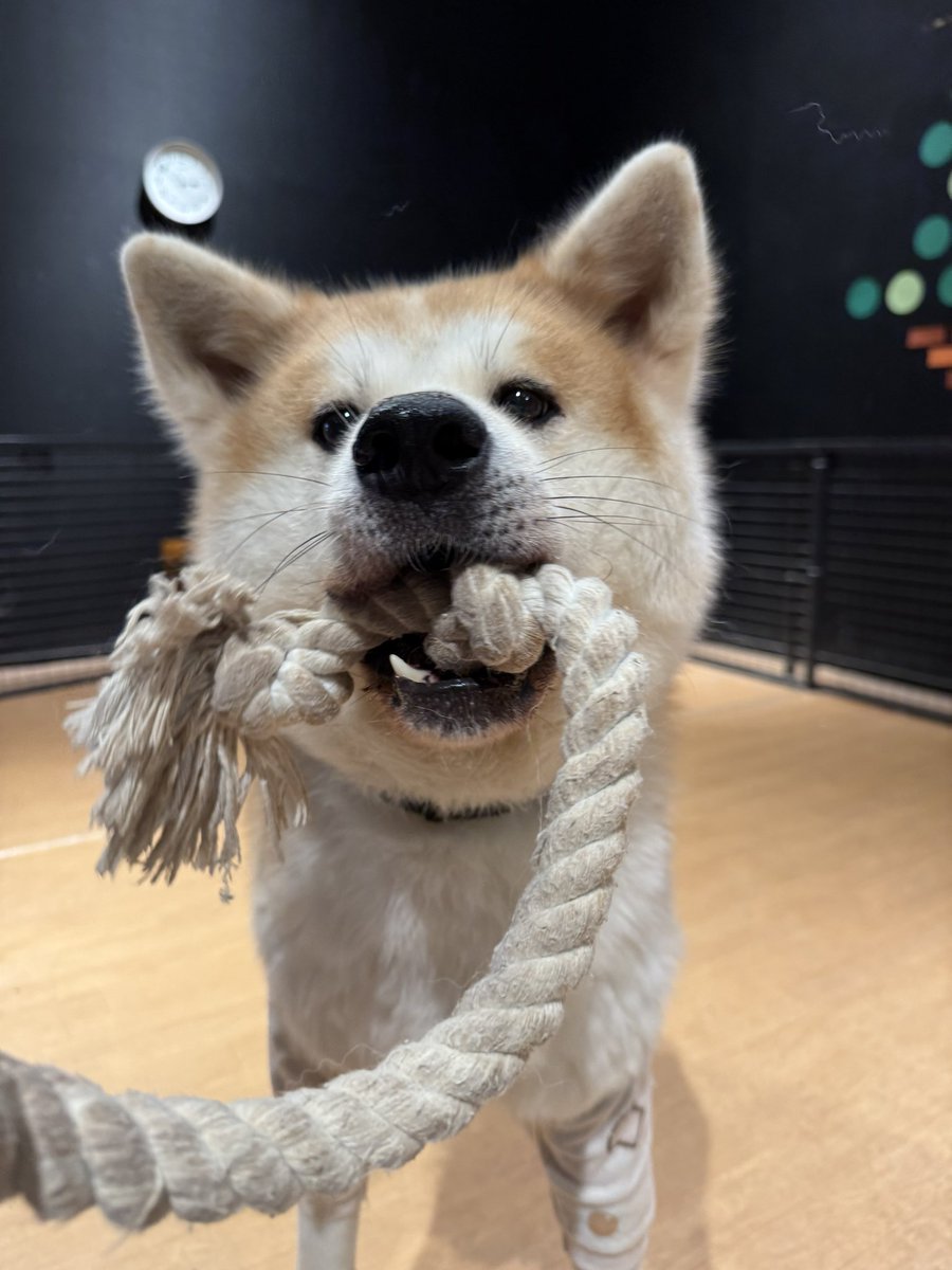 kabazoo_kashiwa's tweet photo. ロープで遊ぶのが大好きなアーリーくんです🐶🐾
アーリーくんがロープを持ってきてくれたら是非遊んであげてください♡
#kabazoo #秋田犬 #看板犬 #akitainu https://t.co/ePS54NCxx0