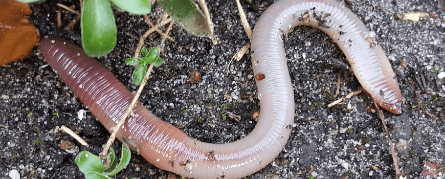 Leven na de dood: hoe regenwormen blijven helpen bij koolstofopname: Regenwormen stoppen niet met het beïnvloeden van de bodem als ze doodgaan. Een nieuwe studie toont aan dat ze zelfs na hun dood bijdragen aan koolstofvastlegging. “Erg verrassend” zegt… dlvr.it/TP3VDW