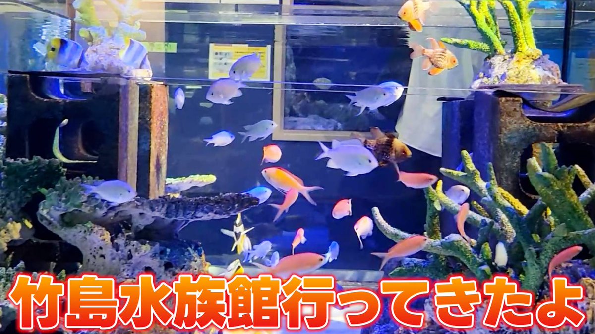 へんな魚おじさん (@_Sakana_Ojisan) / Posts / X