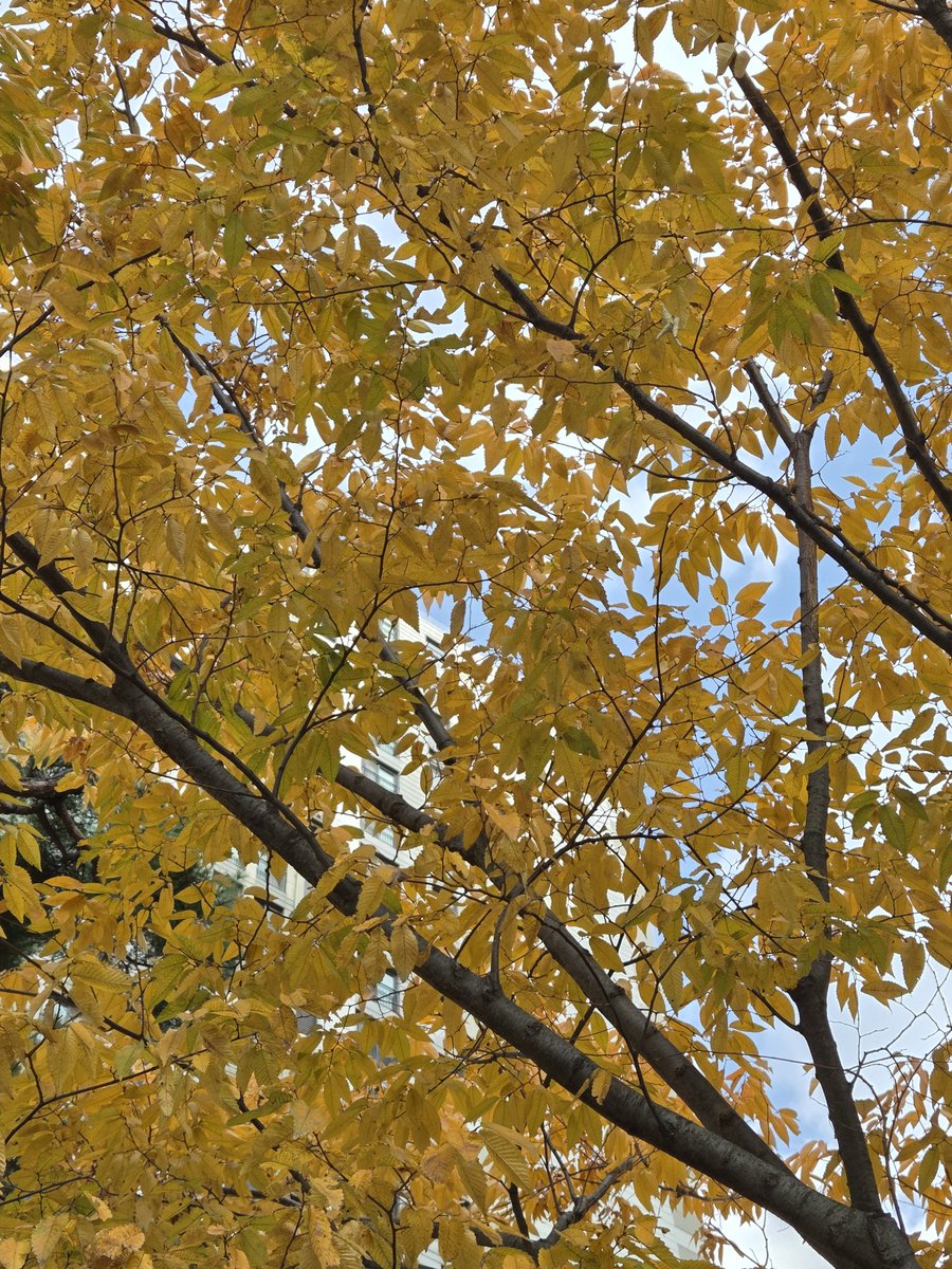 조퇴하고 몸이 안좋아서 집가는데 노란 단풍잎들이 바닥에 돌아 다니는거 보고 고개들었더니 너무이쁜 가을색이였어