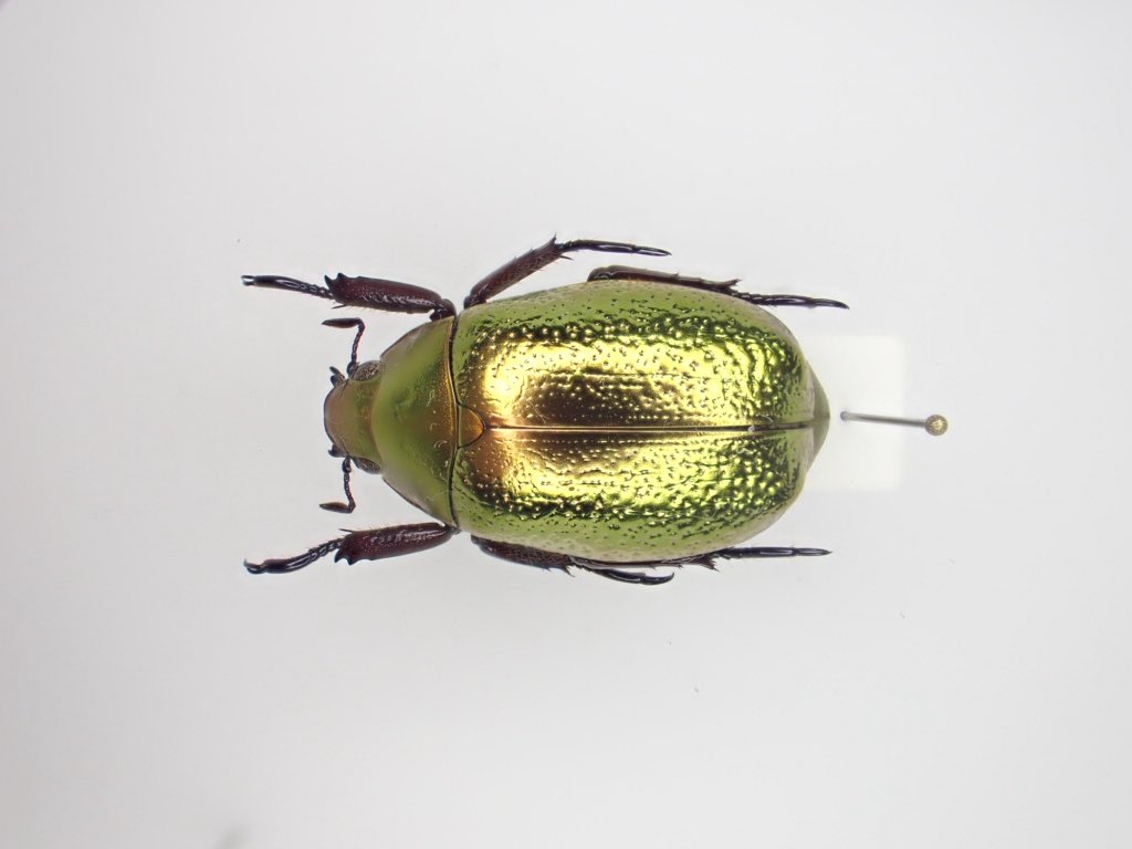 ぎんぽ堂 (@boxB5mBM2rdMIUL) / Posts / X