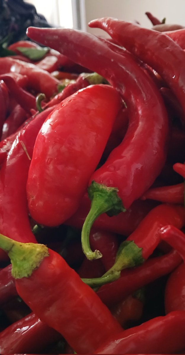 Kemikbahce's tweet image. Renkler geçiyor mevsimlerden

#renkler #mevsim #şiir

📸