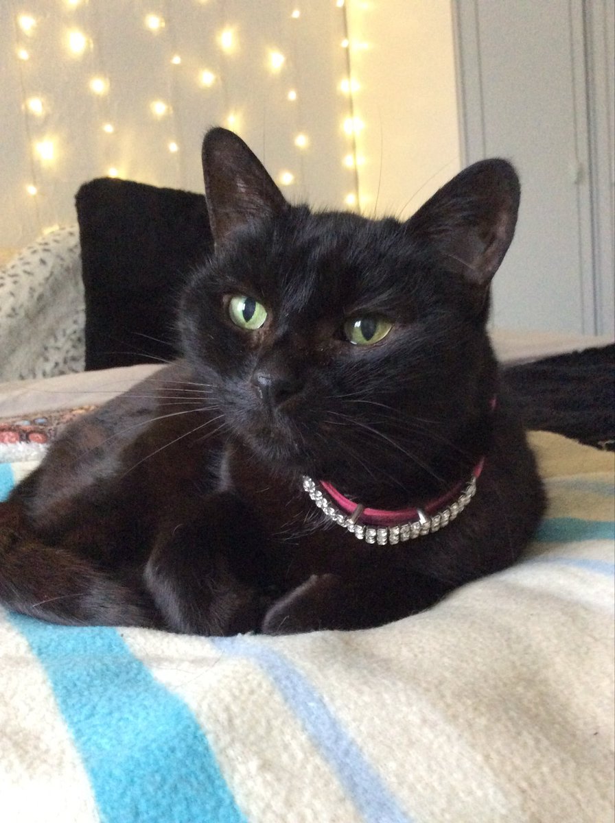 Black_Lab_CS's tweet image. 2006-2025 Fly high Polly 🌈