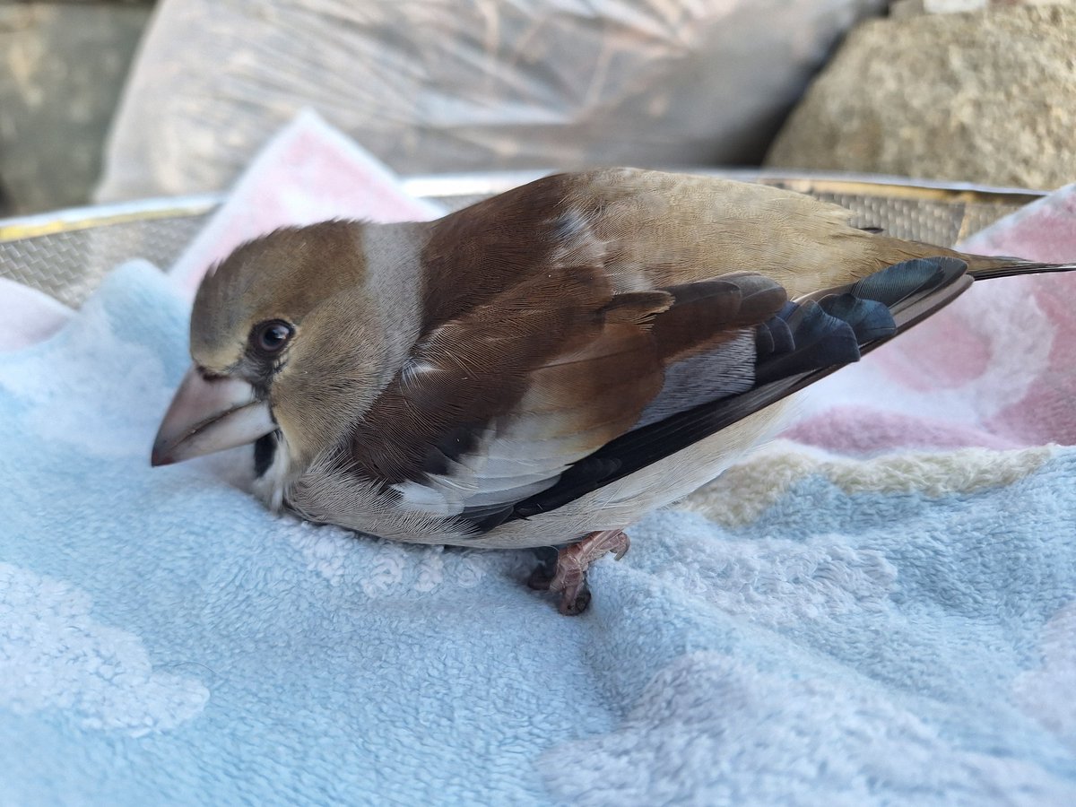 このスズメみたいな鳥は何て鳥なんだ？？
外壁に衝突？して(家の中にいたけどかなりの衝撃音)地面にうずくまっていた(´；ω；`)
口から血が出ているしどうしたらいいんだろ💦💦
鳴いたしパタパタ少し飛べたけどすぐ地面にうずくまるから捕獲した💦
