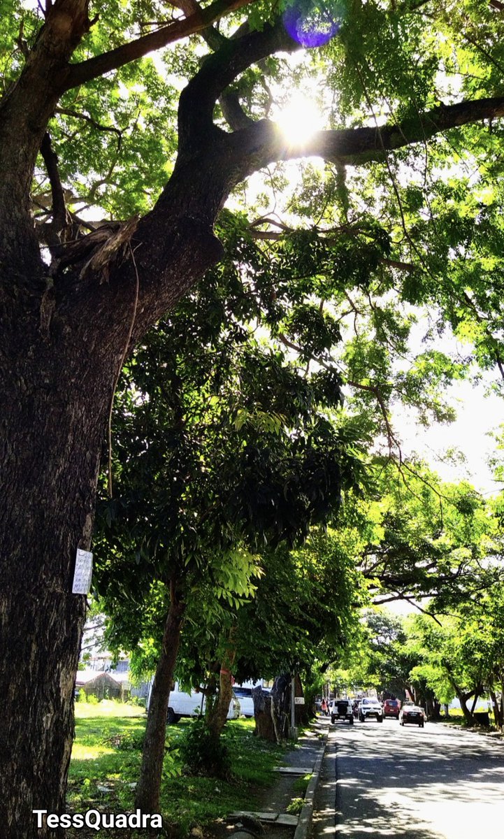 Kon_tessa's tweet image. #AlphabetChallenge 
#WeekSforShadow 
#TuesdayTrees
My daily walk protected by shades from these trees🌳💚