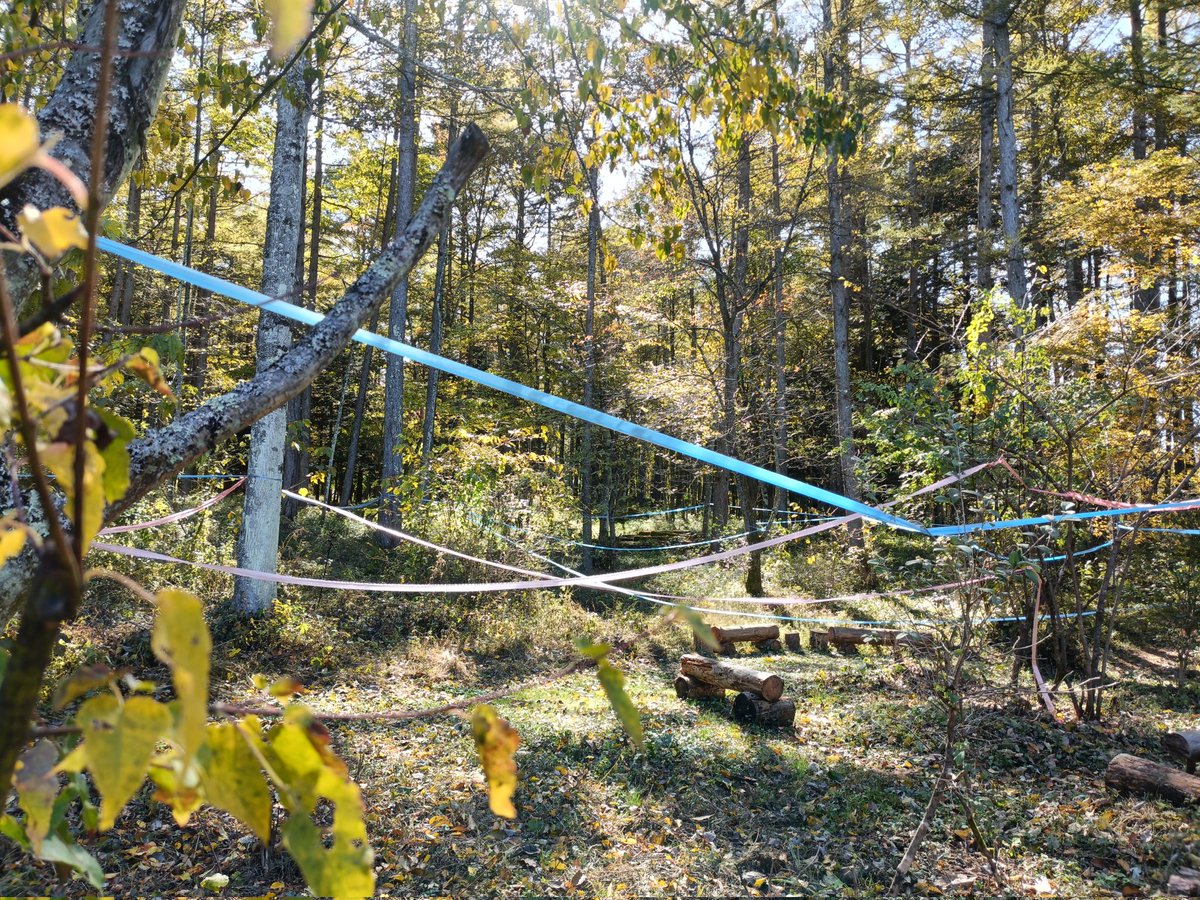 森の中に張り巡らされたテープ🤔

#ロッヂのアトリエ で、森をキャンバスに線を引いてみました。
手元で線を引くのとはまた異なる体感。

秋の終わりのやさしい木漏れ日が差し込みます🍂
〜11/6(木)まで展示中。 #かるいざわざわざわ