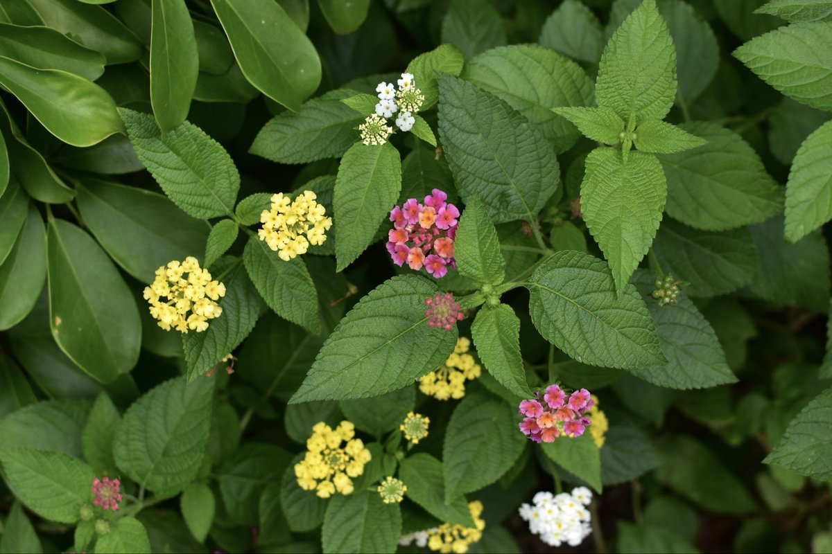 ミドリサン (@k_midorisan) on Twitter photo 