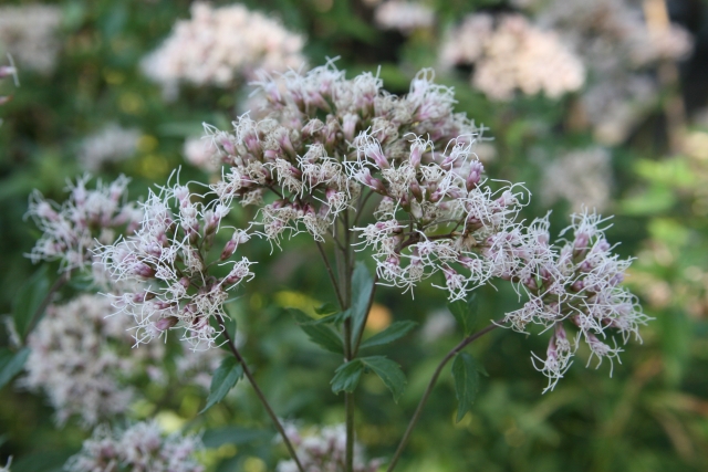 公式】植木屋革命クイック・ガーデニング on X