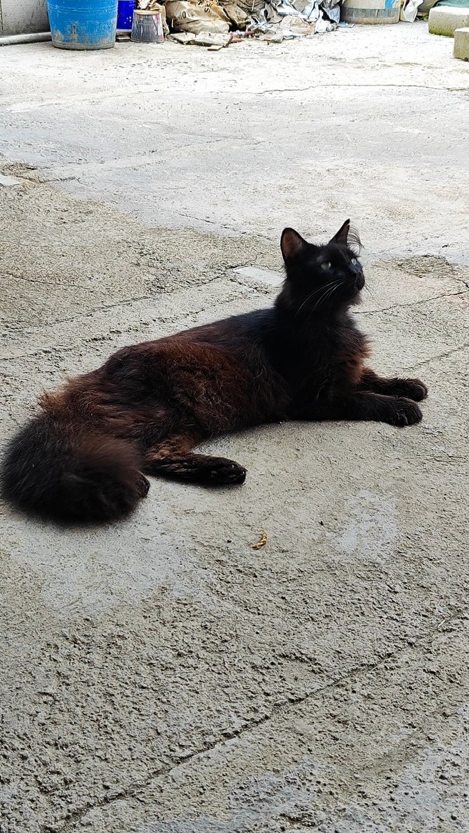 Doakan Shadow ya manteman, ini kucingku yg di rumah orangtua, absesnya pecahh sampe infeksi, jadi harus rawat di vet 😭