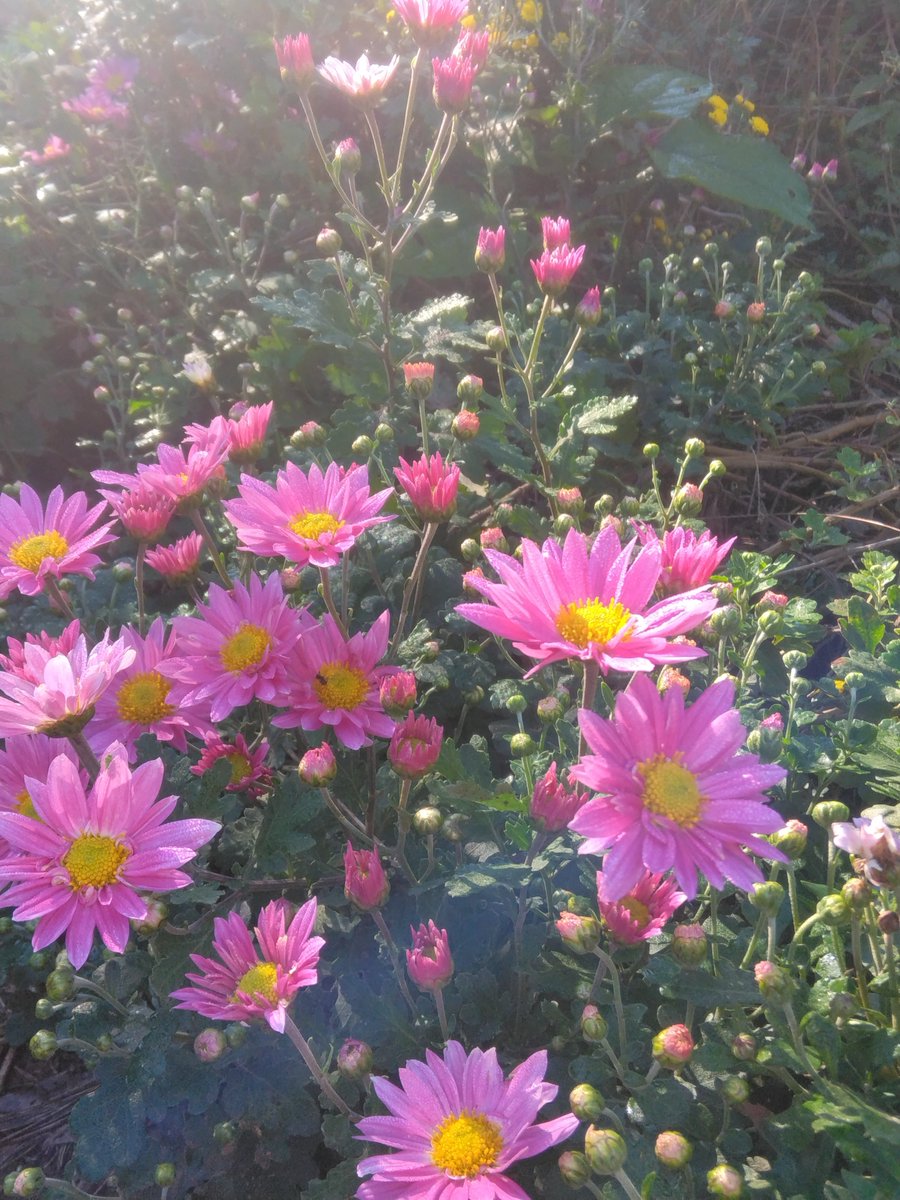 さくらとなつのお庭☆ページ かぐさく on X