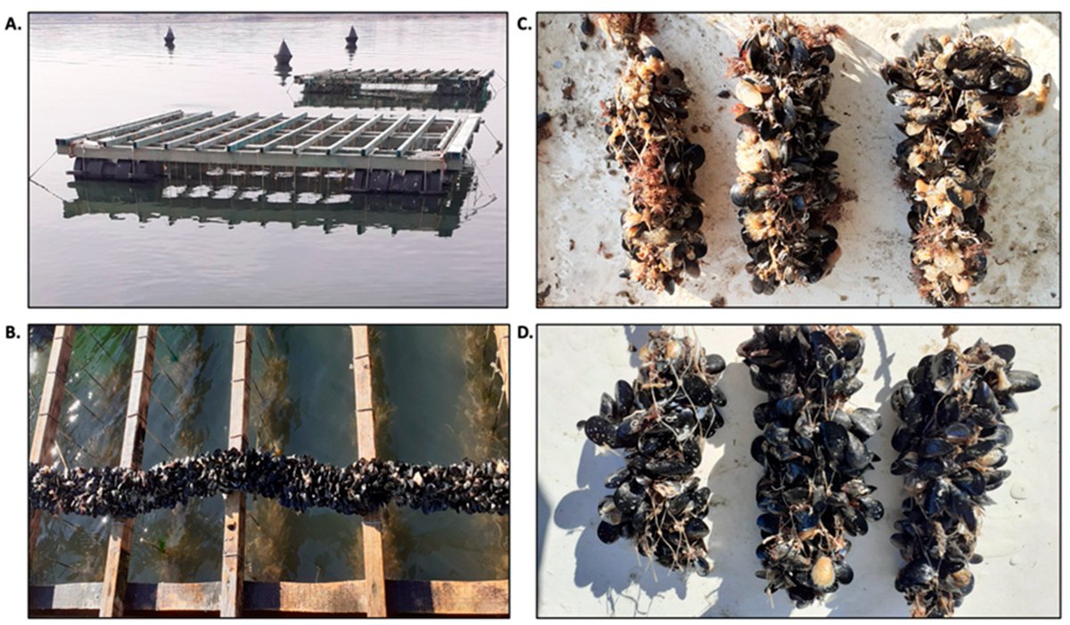 Fishes_MDPI's tweet photo. 🐟#HighlyCited #EditorsChoice

Environmentally Friendly and Efficient Methods for #Mitigating the Density of Ascidian Fouling in Mediterranean #Mussel Farming
👉https://t.co/4g71yEoHH8

🌊#biofouling #tunicates #aquaculture #bivalves #managementpractices https://t.co/WrfNrLnk7B