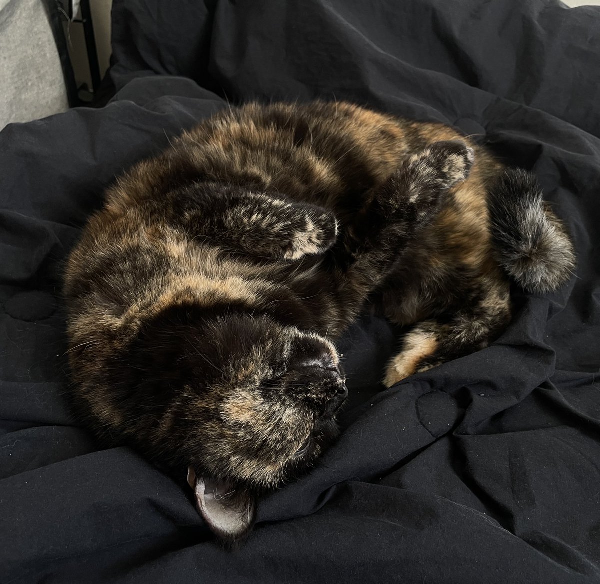 원두씨 (@wondoothecat) on Twitter photo 