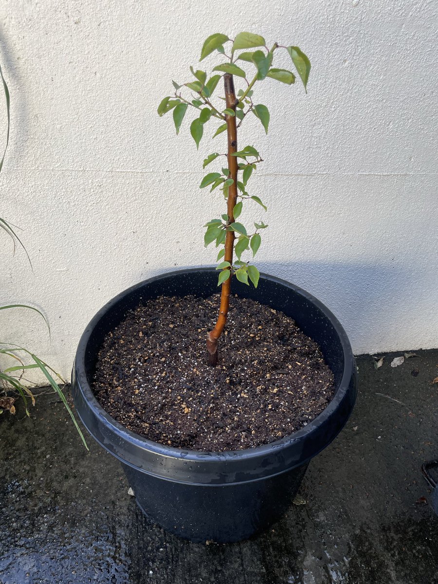 みーこ　ページ minamiyumiko on X