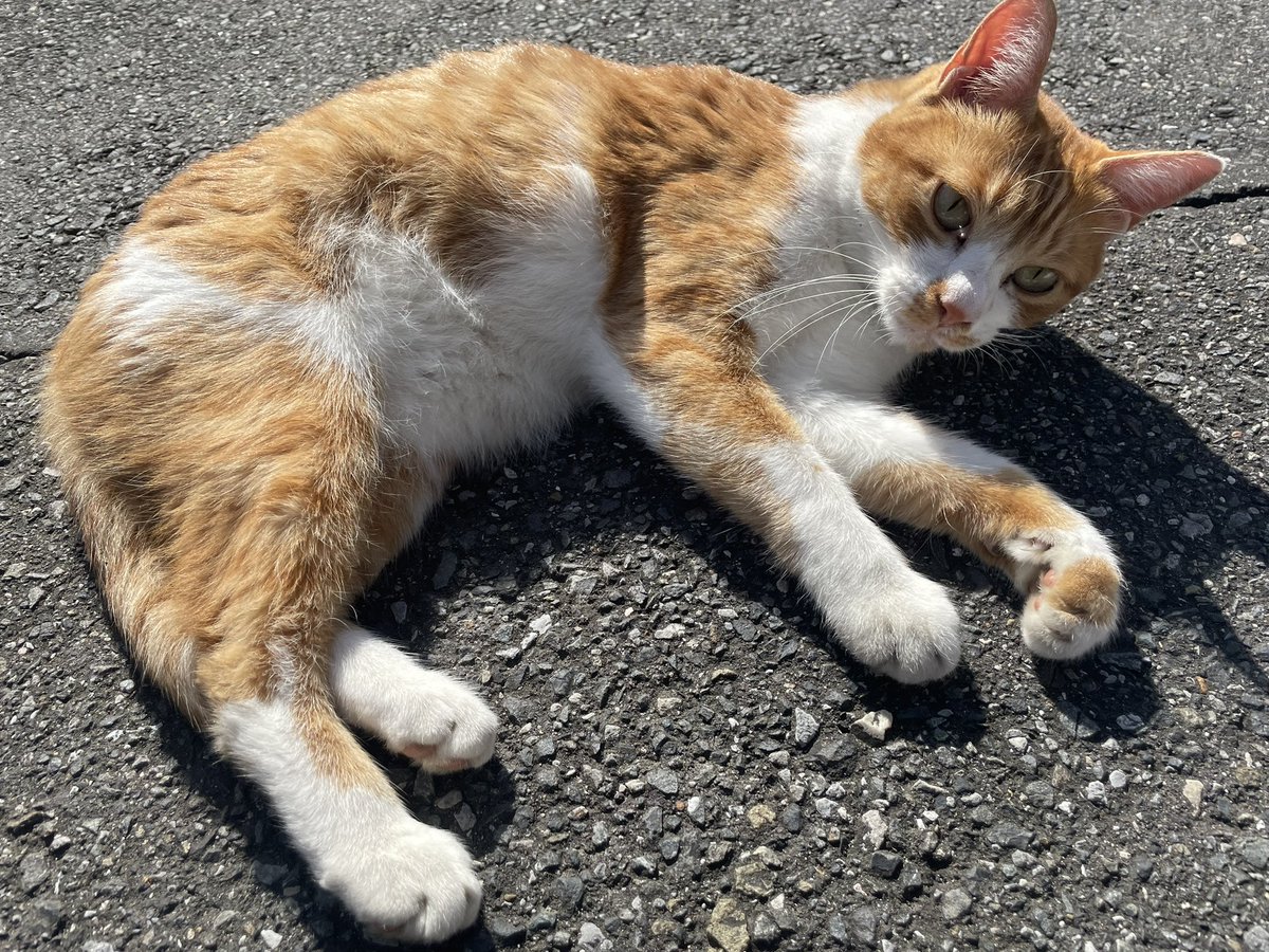 スーパー懐こいお猫に遭遇☺️
