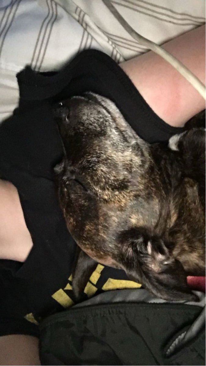 i still miss my old girl sm, these pictures are of her middle aged years before she got real old but they've been coming up on my snapchat memories lately