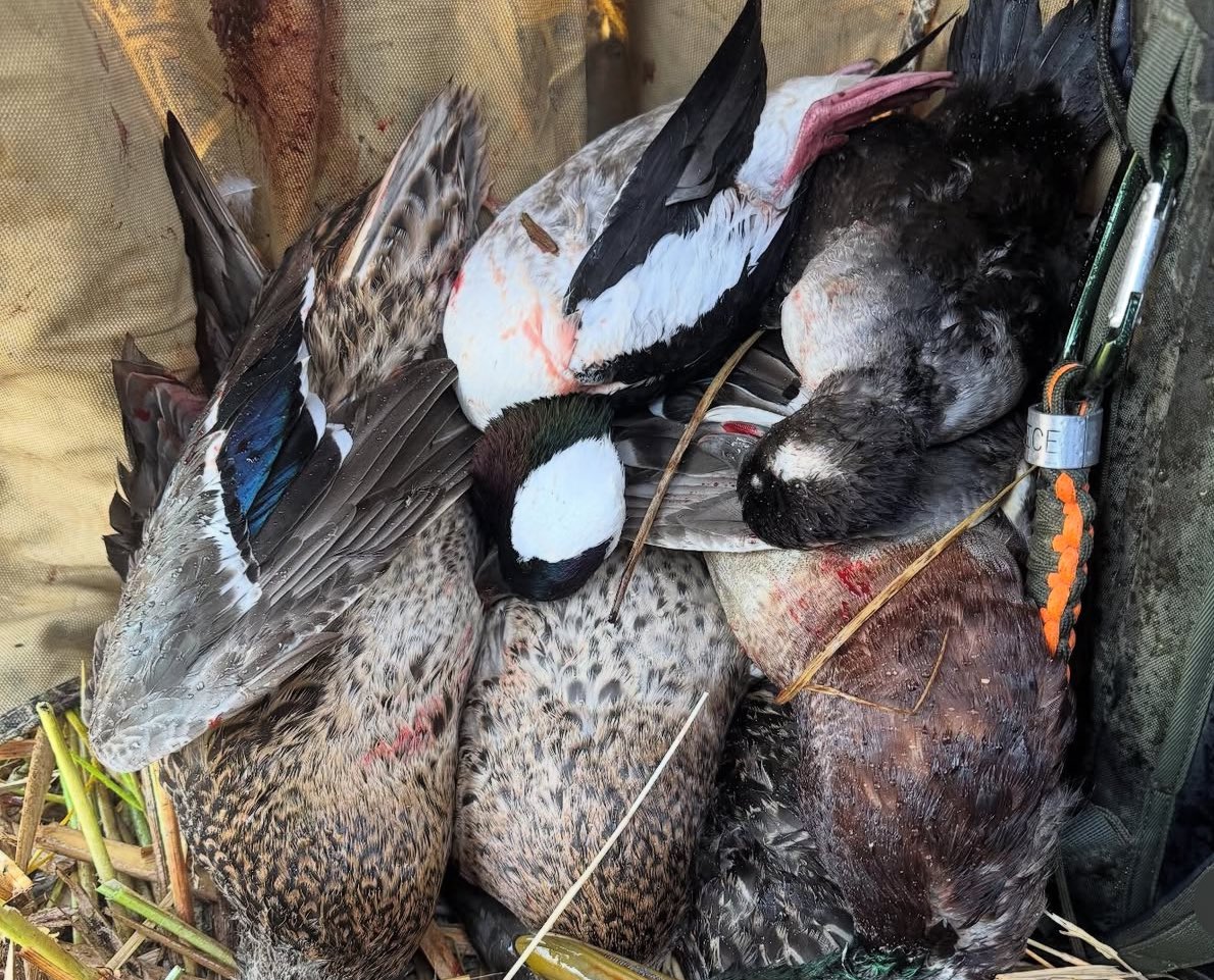 rice_chase_ACM's tweet image. Happy Halloween yall 🦆🦆🪿