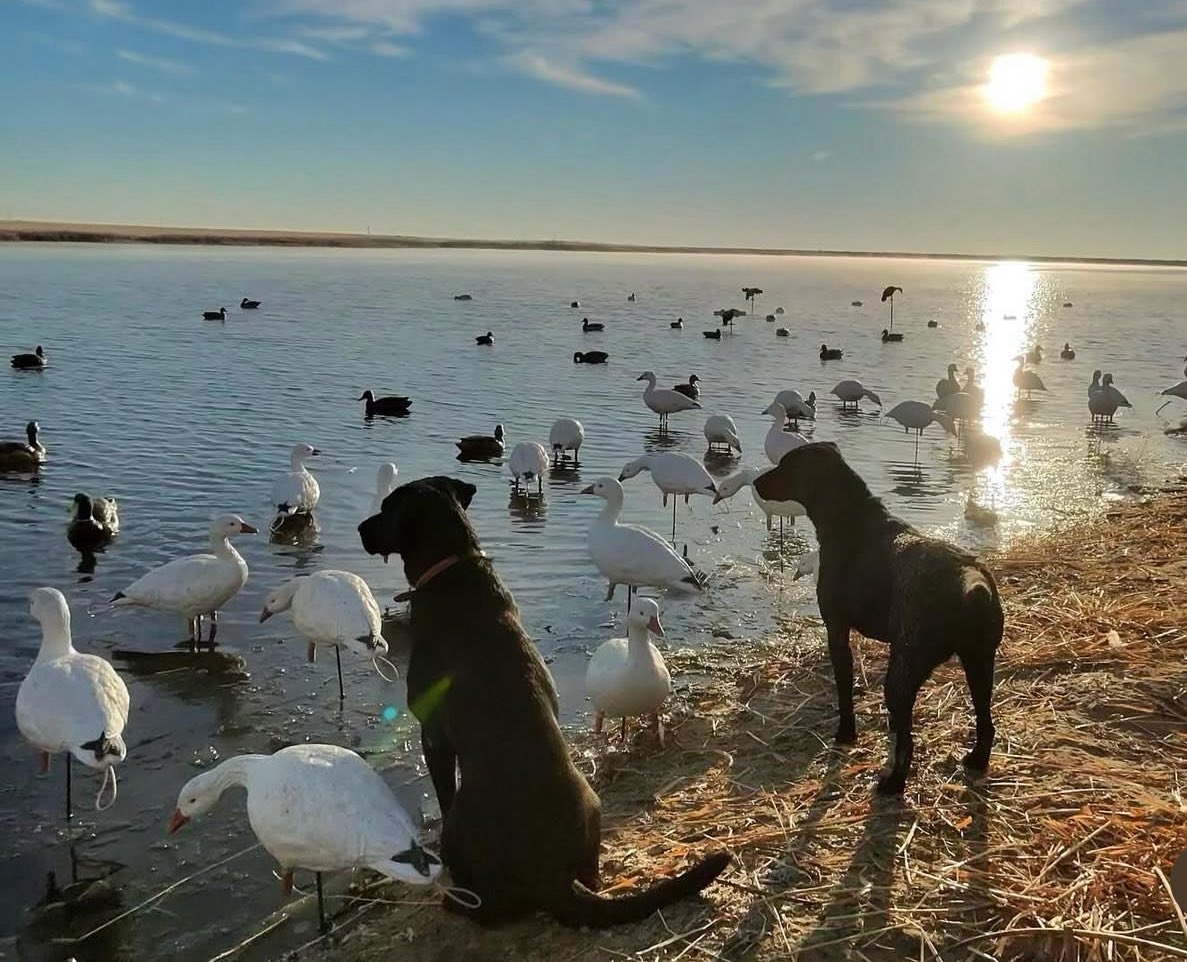 rice_chase_ACM's tweet image. Happy Halloween yall 🦆🦆🪿