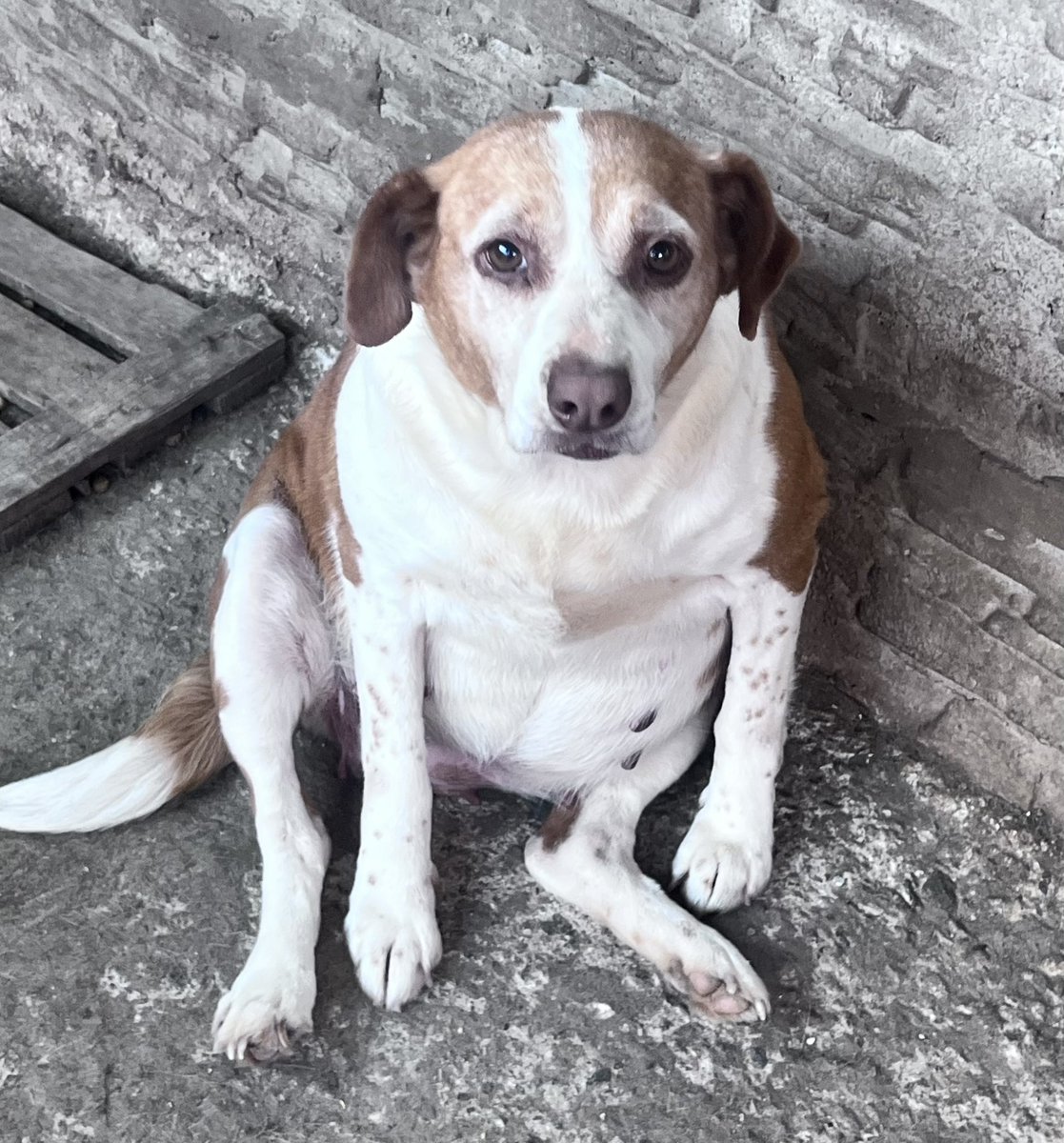 🐾 Ella es Paz 💔
Tiene unos 10 años y lamentablemente nadie se fija en ella… porque ya es viejita.
Pero nosotros sabemos que los años no definen el amor que puede dar 💕

🙏 Necesitamos una familia especial, con un gran corazón.

📞 WhatsApp: 11 2375-0899