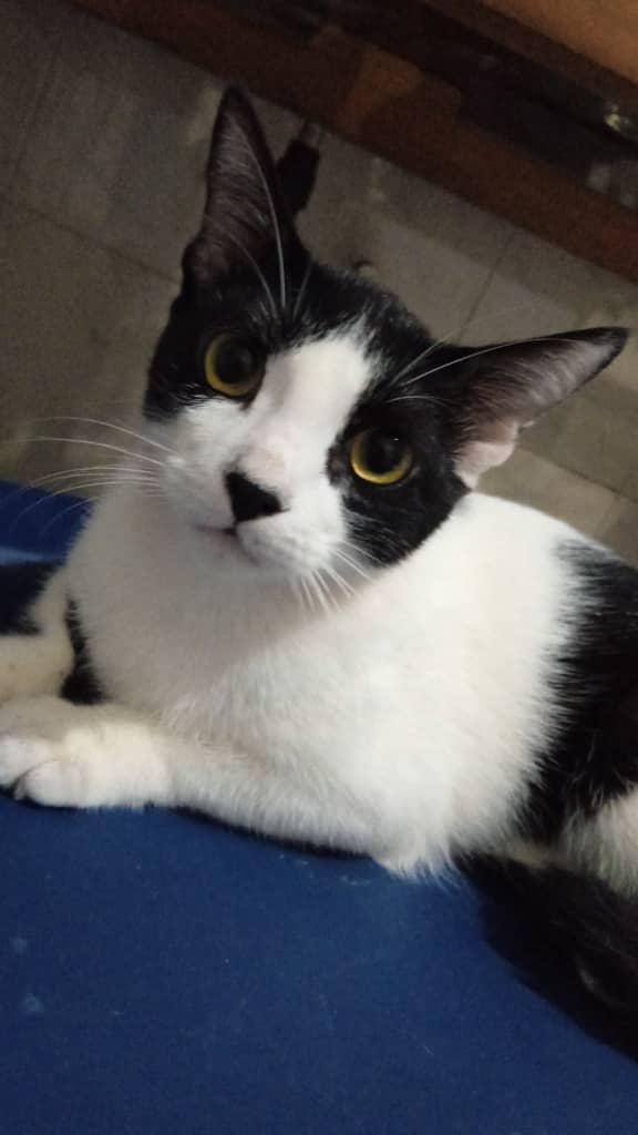 MargaritaPets's tweet image. Lorito está extraviado desde el pasado 26 de octubre. Salió de su Edificio Dana Beach en el Sector Genovés en #Porlamar. Es tamaño mediano. No tiene collar. #gato #islademargarita