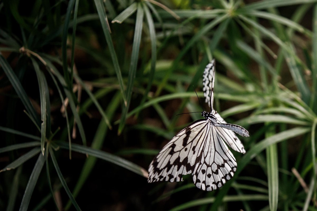 わだまう(黄緑亀)🐢 on X