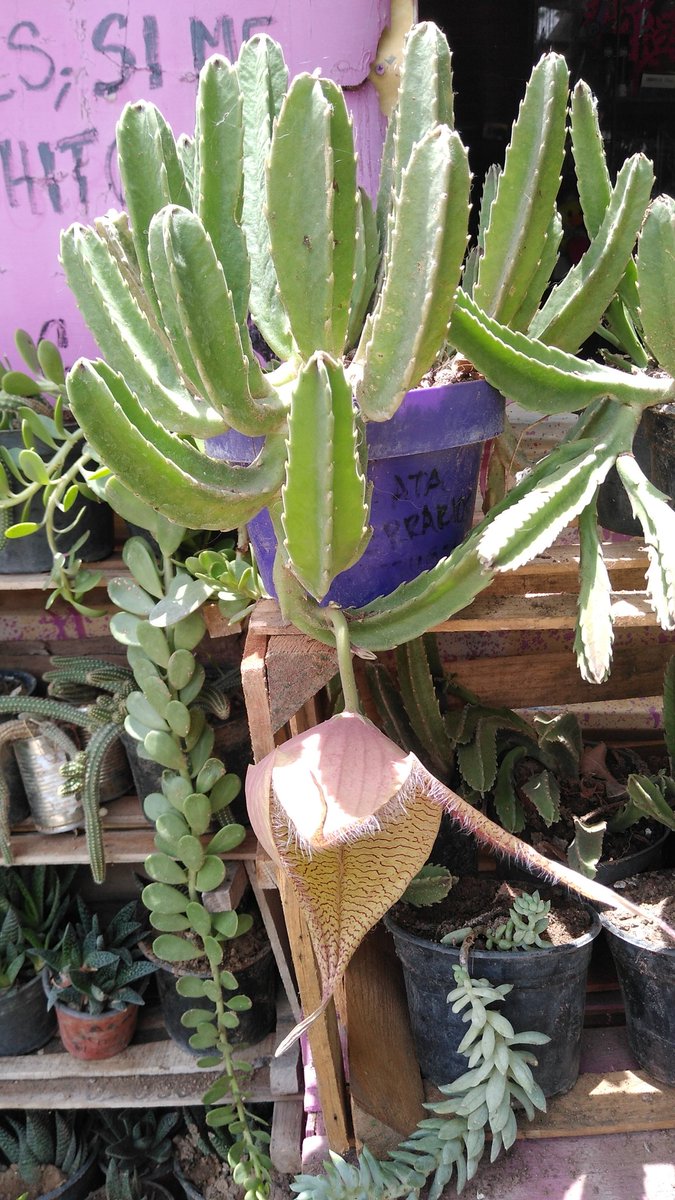 AGATATERRARIOS's tweet photo. Encuentra  el #cactus #suculenta perfecta para ti o para esa persona especial #Agata🐈‍⬛ #AgataTerrarios💚 #LoveYourW #เขมจิราต้องรอดseries #Oaxaca #Ecologia #Beauty #belle  #MedioAmbiente #Noviembre #verde #Green #Love #Amor #GodisGood #blessings
https://t.co/z2ziIgbVw0 https://t.co/iHvYgUZP0M