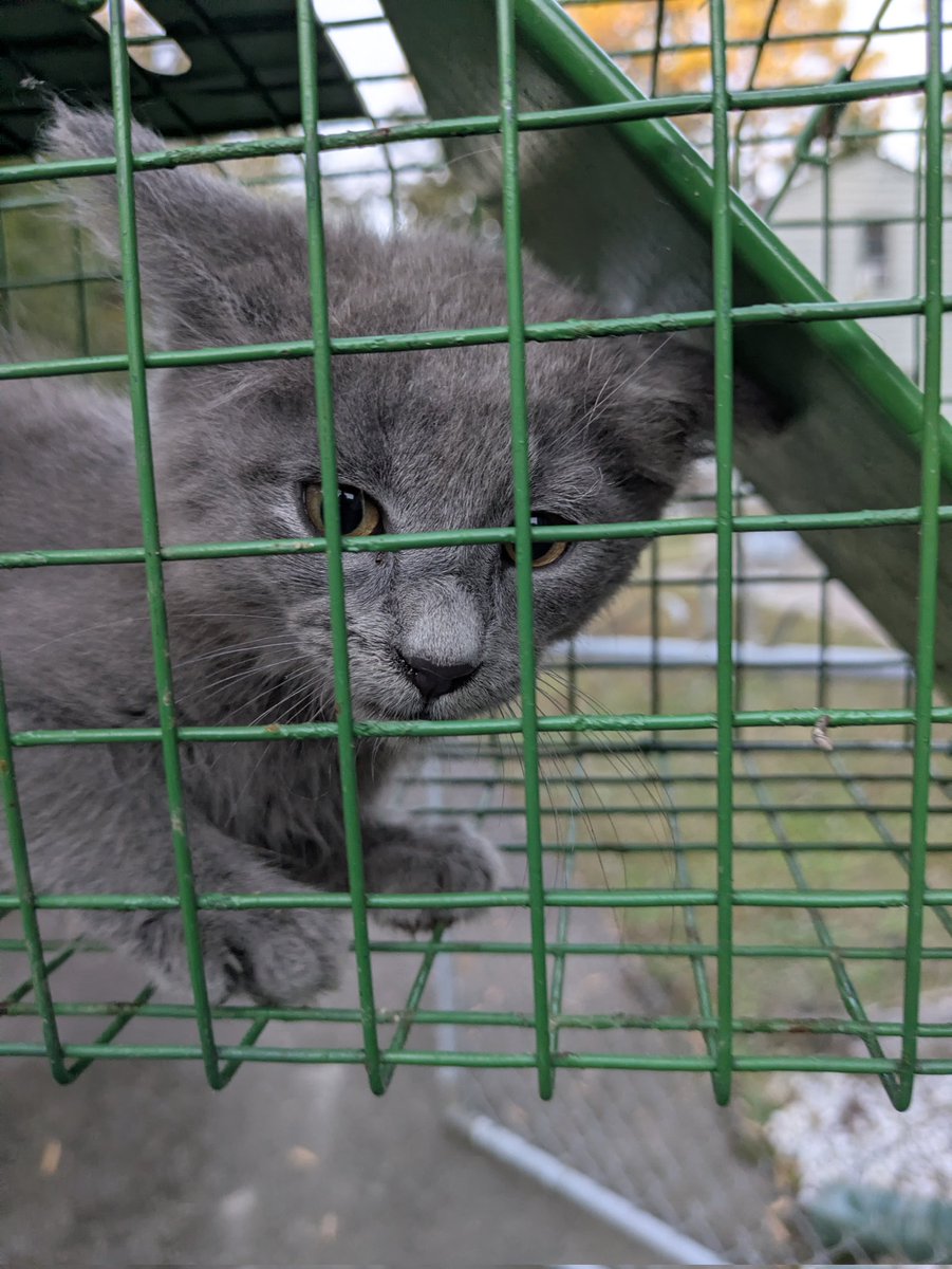 biteybigboy's tweet photo. new babbës showed up at our front door... himbs is VERY sweet! https://t.co/OxUsr2cMeh