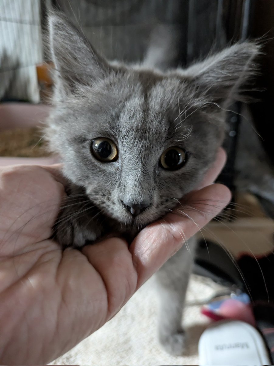 biteybigboy's tweet photo. new babbës showed up at our front door... himbs is VERY sweet! https://t.co/OxUsr2cMeh