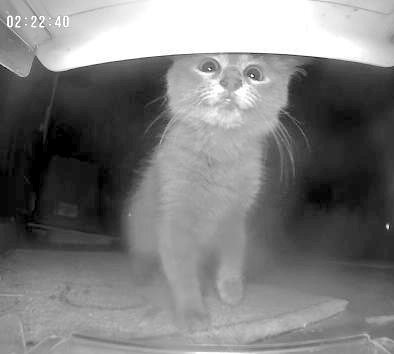 biteybigboy's tweet photo. new babbës showed up at our front door... himbs is VERY sweet! https://t.co/OxUsr2cMeh