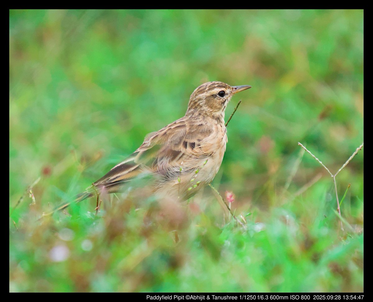 DHFloraFauna's tweet image. Paddyfield Pipit: A charming grassland bird with a melodious call. 🌾🐦 

#PaddyfieldPipit #BirdWatching #NatureLovers 
#Wildlife #Birding #Ornithology #Grassland 
#MelodyInNature #BirdPhotography