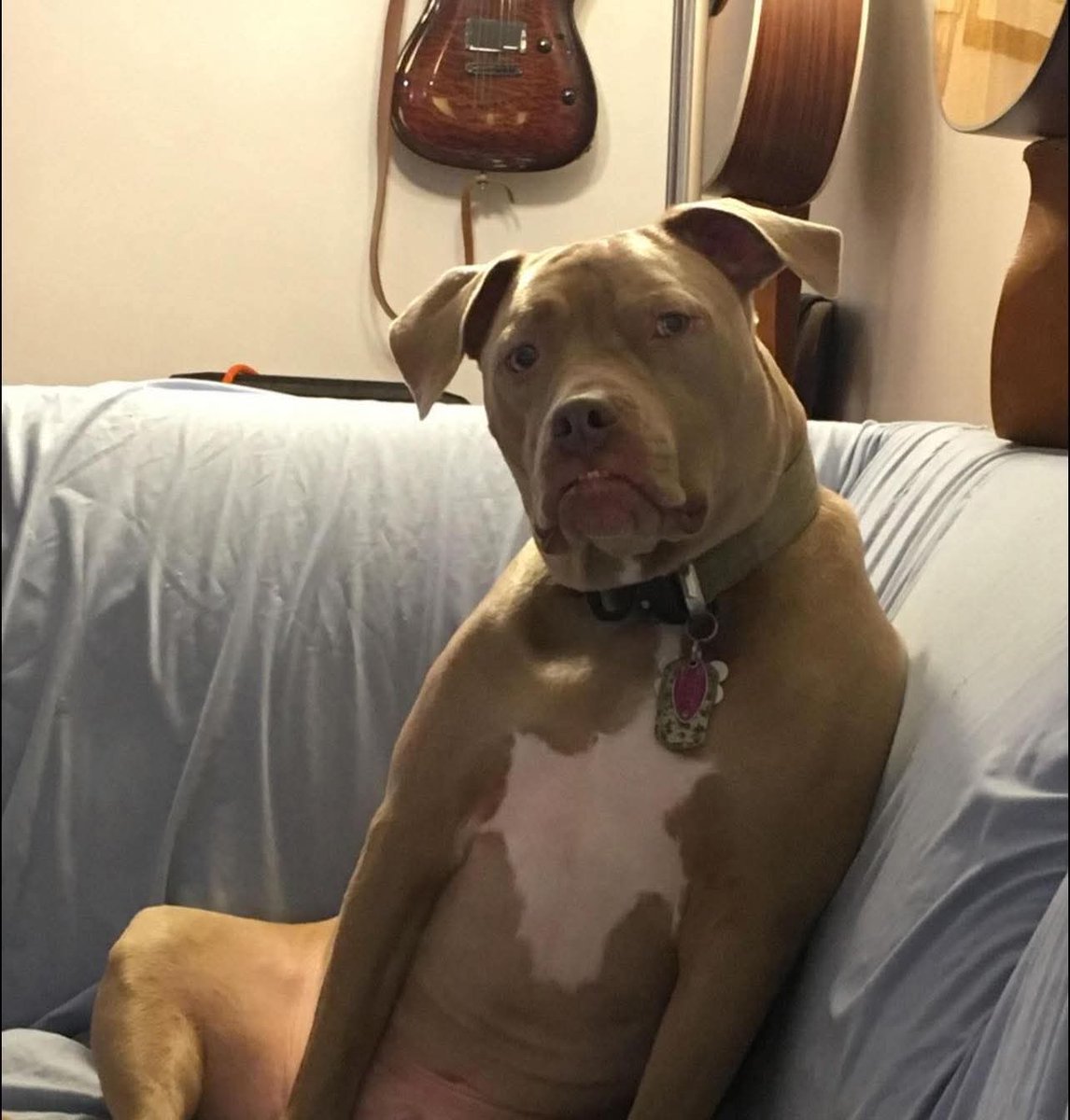 No entiendo por qué Clara luz y rudolf permiten que pipe se valla con ellos y luego le han gritado 

#JoaquinBondoni
 #PapásPorSiempre