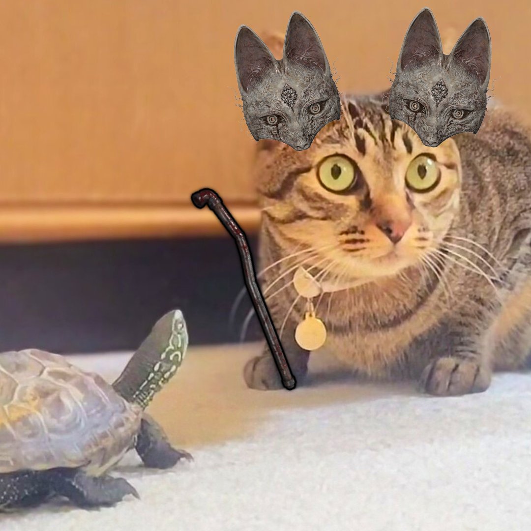 アメチカンのもな@福岡の猫 (@Mh0MLiErcV8E97C) / Posts / X