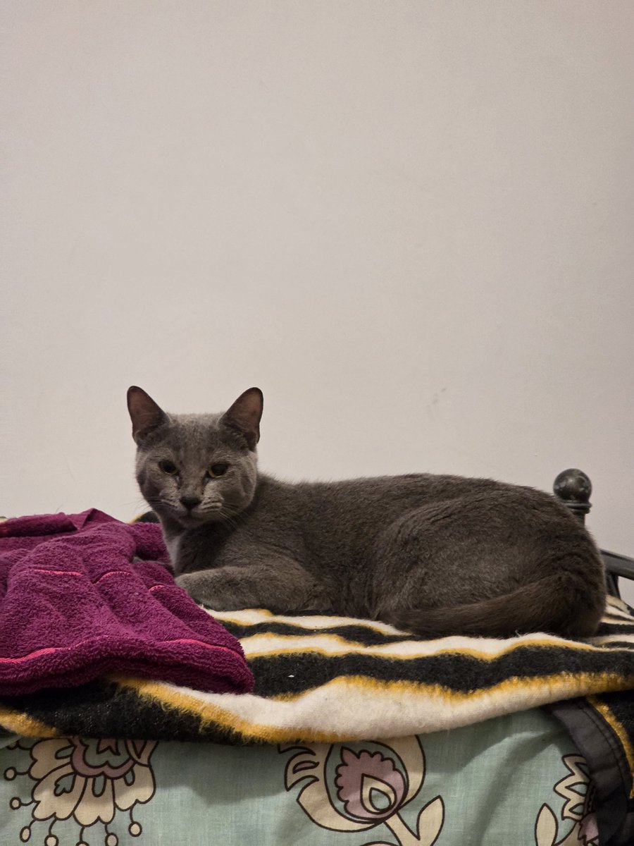 Gatita encontrada el 25/10 en Córdoba y Larrea. Es super buena. Tiene aprox. 2 años y esta castrada. Debe tener una familia que lo busca!! <a href="/DeGatitos_/">Fundación De Gatitos</a>