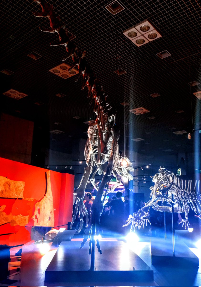 大絶滅展のクリオロフォサウルス
人を消したので左下汚いです
#火曜日は化石の日