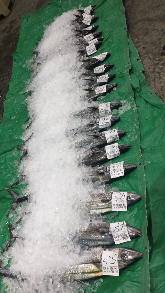 manazurugyokyo's tweet image. 今朝は季節外れの鰆も獲れたので、写真をup！
いよいよ季節感が無くなってきました🙄