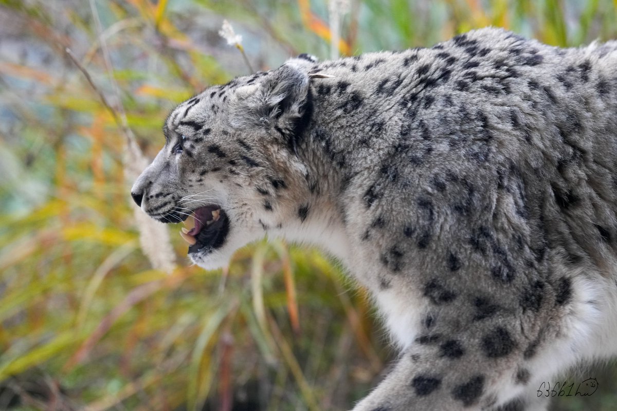 超特大7.4kg 天然石 オブシィディアン 黒曜石 貔貅(三本足蛙) 蝙蝠 亀 636b1h on X