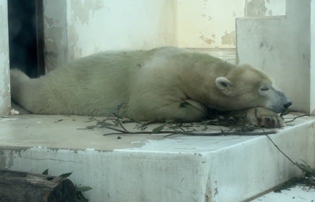 kumamotocityzoo's tweet image. ホッキョクグマ「マルル」の引っ越しについて。

令和7年（2025年）12月8日、ホッキョクのマルルが釧路市動物園へ引っ越すことが決まりました。これまでの感謝の気持ちを込めて、「マルル、いままでありがとうイベント」を開催します。
詳しくはこちら
URL: ezooko.jp