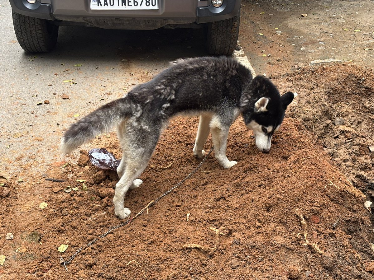 KunalKSavita's tweet photo. Did anyone lose their Siberian husky in 4th block kora? https://t.co/FATtzfAwyu