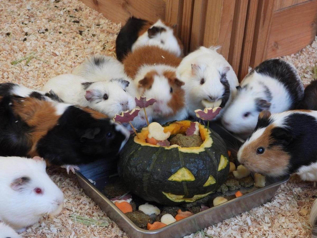 モルモットのお名前紹介シリーズ㉑ ～ハロウィンバージョン🎃～ 詳細は