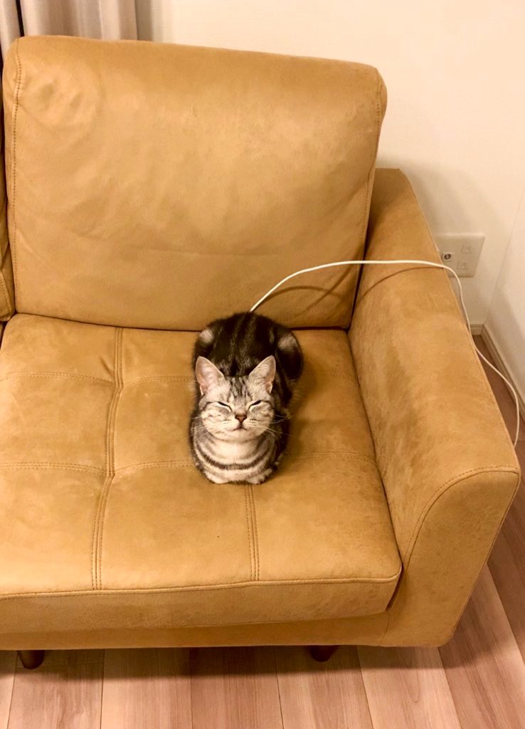 あんこともなか🐾充電ねこ (@cat_anko3) / Posts / X