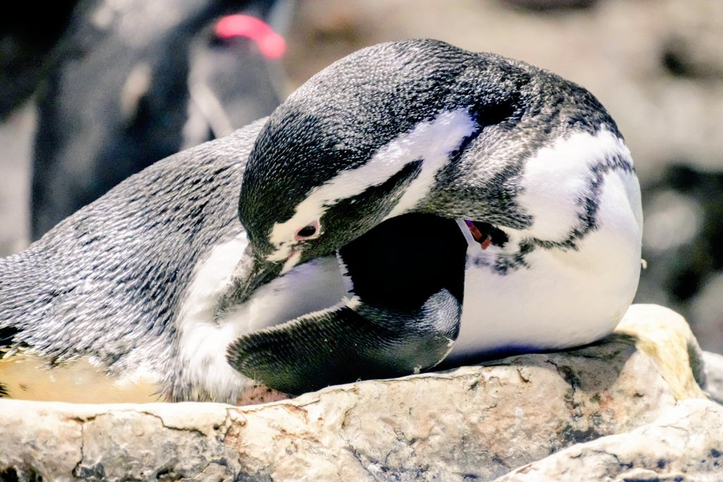 KOMEKOMEページ まめ on X