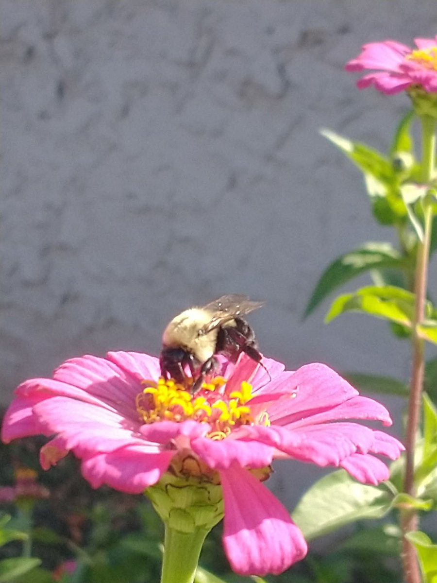 Bees 
Matter