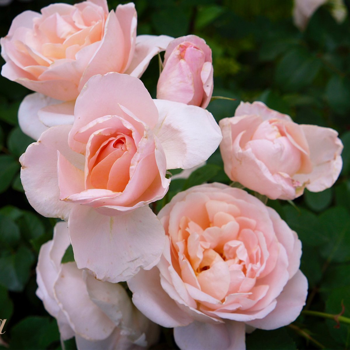 咲良 (@sakuranotabi) / Posts / X