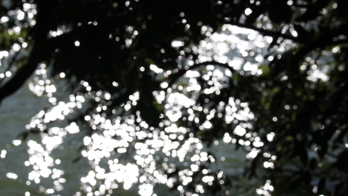 昨日は天気が良かったので、車で遠征おさんぽしてきた。前の日に雨が降って緑がすごく綺麗。コケは同定できなかったけど、蝶々はツマグロヒョウモンかな。