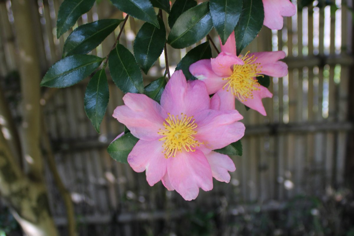 向島百花園 on X