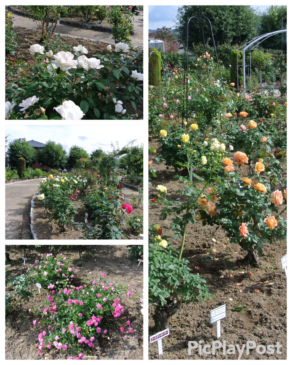 AikoSarry's tweet photo. 京都綾部のバラ園💐🌹🥀
満開ではないけれど、とっても可愛い〜💕🍃
癒されました💓🧚😊 https://t.co/iit2Yz6orU