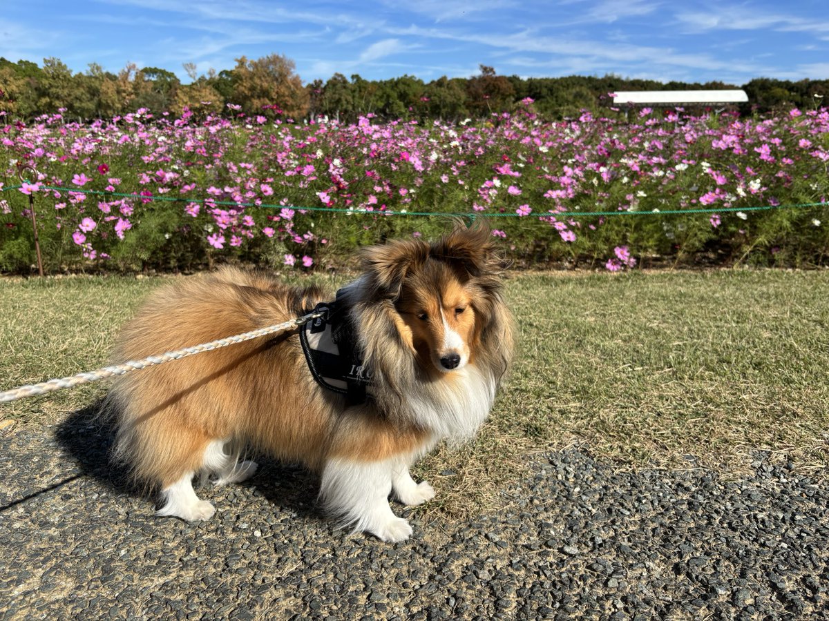 お散歩デート❤️
お天気良くてお散歩日和☀️
